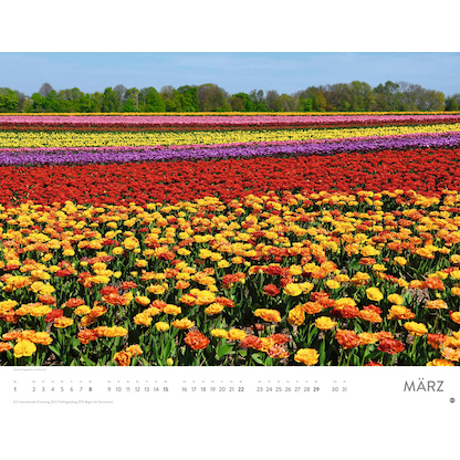 Artikelbild 4 für Heye Monats-Wandkalender Blütenmeer 2026, Artikelnummer 551159