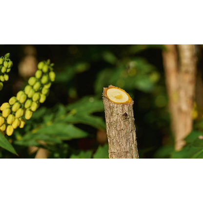 Artikelbild 2 für BOSCH Home & Garden EasyPrune Gartenschere 3,6 V, mit Akkus, Artikelnummer 467666