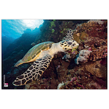 Artikelbild 1 für VELOFLEX Schreibtischunterlage Schildkröte Kunststoff 60,0 x 40,0 cm, 1 St., Artikelnummer 278889