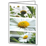 Artikelbild 1 für 25 SIGEL Grußkarten Romance DIN A6, Artikelnummer 571729