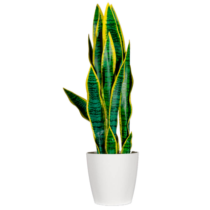 Artikelbild 2 für meet powered by PAPERFLOW SANSEVIERIA Kunstpflanze 65,0 cm, Artikelnummer 521809