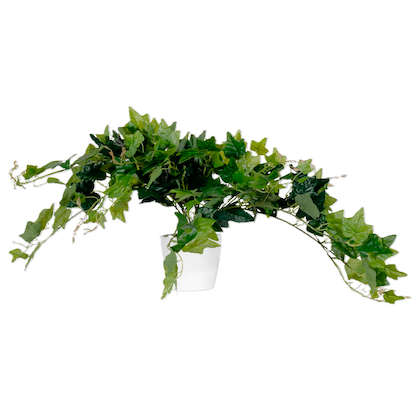 Artikelbild 2 für meet powered by PAPERFLOW EFEU Kunstpflanze 80,0 cm, Artikelnummer 521457