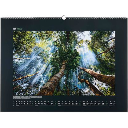 Artikelbild 4 für KUNTH Monats-Wandkalender Magische Wälder 2026, Artikelnummer 575924