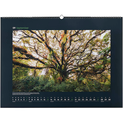 Artikelbild 10 für KUNTH Monats-Wandkalender Magische Wälder 2026, Artikelnummer 575924