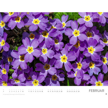 Artikelbild 3 für Heye Monats-Wandkalender Blütenmeer 2026, Artikelnummer 551159