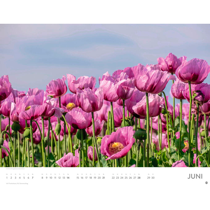 Artikelbild 7 für Heye Monats-Wandkalender Blütenmeer 2026, Artikelnummer 551159