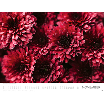 Artikelbild 12 für Heye Monats-Wandkalender Blütenmeer 2026, Artikelnummer 551159