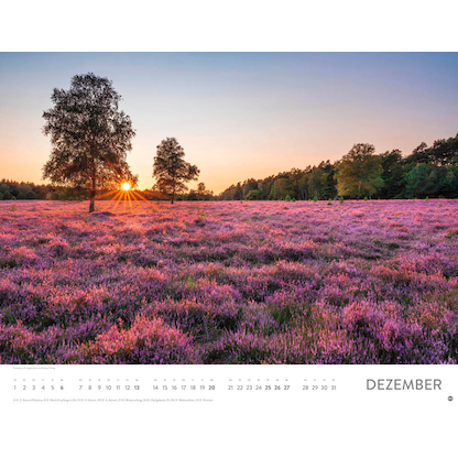 Artikelbild 13 für Heye Monats-Wandkalender Blütenmeer 2026, Artikelnummer 551159