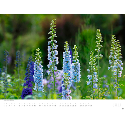 Artikelbild 8 für Heye Monats-Wandkalender Blütenmeer 2026, Artikelnummer 551159