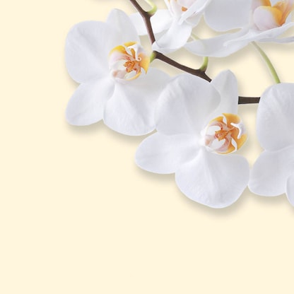 Artikelbild 2 für SIGEL Motivpapier White Orchid Motiv DIN A4 90 g/qm 50 Blatt, Artikelnummer 449181
