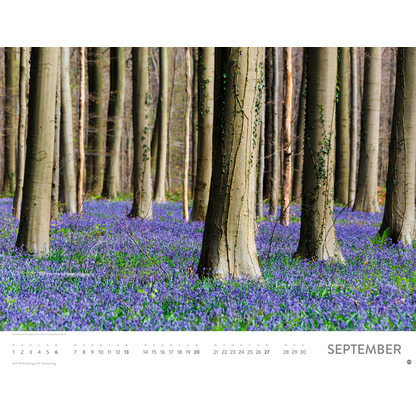 Artikelbild 10 für Heye Monats-Wandkalender Blütenmeer 2026, Artikelnummer 551159