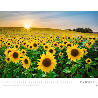 Artikelbild 11 für Heye Monats-Wandkalender Blütenmeer 2026, Artikelnummer 551159