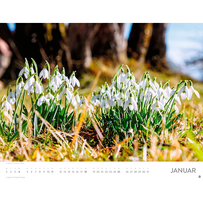 Artikelbild 2 für Heye Monats-Wandkalender Blütenmeer 2026, Artikelnummer 551159