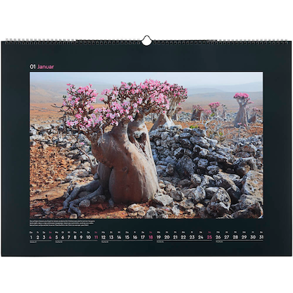 Artikelbild 2 für KUNTH Monats-Wandkalender Aufgeblüht 2026, Artikelnummer 575847